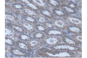 IHC-P analysis of Human Kidney Tissue, with DAB staining. (POFUT1 Antikörper  (AA 238-388))