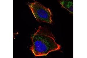 Immunofluorescence analysis of U251 cells using HAS1 antibody (green). (HAS1 Antikörper)