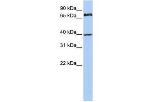 MPP5 antibody used at 1 ug/ml to detect target protein. (MPP5 Antikörper)