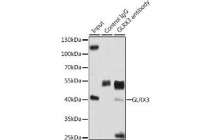 Immunoprecipitation analysis of 200 μg extracts of HeLa cells, using 3 μg GLRX3 antibody (ABIN6129752, ABIN6141153, ABIN6141155 and ABIN6221599). (GLRX3 Antikörper  (AA 1-335))