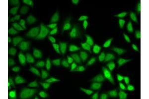 Immunofluorescence (IF) image for anti-Centrin, EF-Hand Protein, 2 (CETN2) antibody (ABIN1876585) (CETN2 Antikörper)