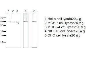 Western Blotting (WB) image for anti-Ras-Related GTP Binding C (RRAGC) (full length) antibody (ABIN2452103) (GTR2 Antikörper  (full length))