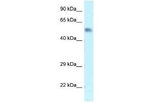Western Blot showing Zfp472 antibody used at a concentration of 1. (Zfp472 Antikörper  (N-Term))