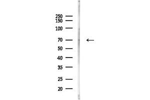 anti-WD Repeat Domain 46 (WDR46) (Internal Region) antibody