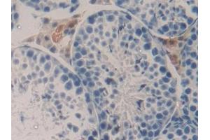 Detection of TNFSF9 in Mouse Testis Tissue using Polyclonal Antibody to Tumor Necrosis Factor Ligand Superfamily, Member 9 (TNFSF9) (TNFSF9 Antikörper  (AA 105-309))