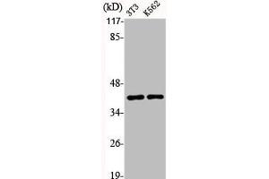Western Blot analysis of NIH-3T3 K562 cells using Aldolase A Polyclonal Antibody (ALDOA Antikörper  (N-Term))