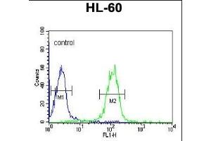 GZMB Antibody (C-term) (ABIN390496 and ABIN2840855) flow cytometric analysis of HL-60 cells (right histogram) compared to a negative control cell (left histogram). (GZMB Antikörper  (C-Term))