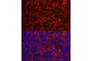 Immunofluorescence analysis of rat spleen using CD4 Rabbit pAb (ABIN6134777, ABIN6138187, ABIN6138189 and ABIN6213821) at dilution of 1:100 (40x lens). (CD4 Antikörper  (AA 300-400))