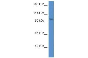 Western Blot showing Urgcp antibody used at a concentration of 1.