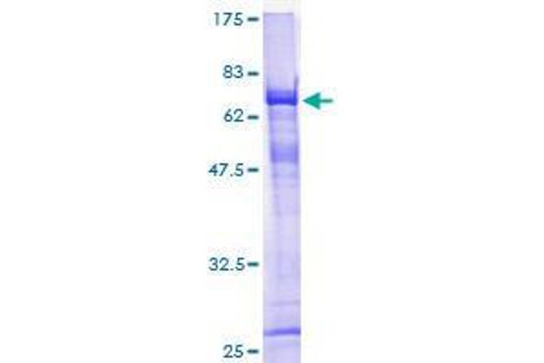 ELMOD3 Protein (AA 1-381) (GST tag)