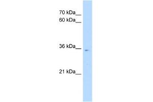 WB Suggested Anti-POU6F1 Antibody Titration:  0. (POU6F1 Antikörper  (N-Term))