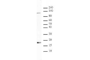 Histone H3 acetyl Lys56 antibody tested by Western blot. (Histone 3 Antikörper  (H3K56ac))