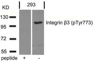 Western blot analysis of extracts from 293 cells using Integrin b3(Phospho-Tyr773) Antibody and the same antibody preincubated with blocking peptide. (Integrin beta 3 Antikörper  (pTyr773))