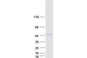 UBXN2B Protein (Myc-DYKDDDDK Tag)