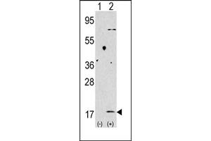 Western blot analysis of anti-LC3 (G8b) Pab 1802b in 293 cell line lysates transiently transfected with the LC3 (G8b) gene (2 μg/lane). (MAP1LC3A Antikörper  (C-Term))