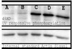 Western blot analysis of Mouse Spleen lysates showing detection of Phosphoserine protein using Rabbit Anti-Phosphoserine Polyclonal Antibody .