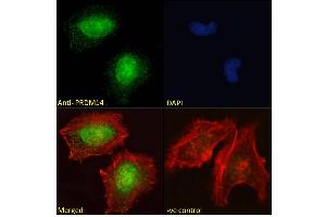 ABIN625828 Immunofluorescence analysis of paraformaldehyde fixed HeLa cells, permeabilized with 0. (PRDM14 Antikörper  (AA 414-427))