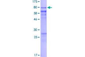 CDC25A Protein (AA 1-524) (GST tag)