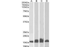 ABIN184738 (1µg/ml) staining of Human Frontal Cortex (A), Rat Brain (B), Mouse (C) Brain and Pig Brain (D) lysates (35µg protein in RIPA buffer). (Iba1 Antikörper  (C-Term))