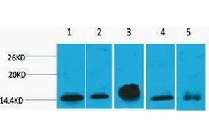 Western Blotting (WB) image for anti-Histone H2B antibody (ABIN3181232) (Histone H2B Antikörper)