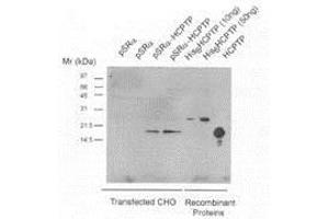 CHO cells were transfected with either Vector (pSRa) or expression vector driving expression of HCPTPA (pSRa-LMWPTP), and harvested in Triton X-100 lysis buffer at 72 h after transfection. (ACP1 Antikörper)