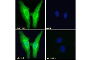 Immunofluorescence (IF) image for anti-Nuclear Factor (erythroid-Derived 2)-Like 2 (NFE2L2) (AA 445-458) antibody (ABIN768601)
