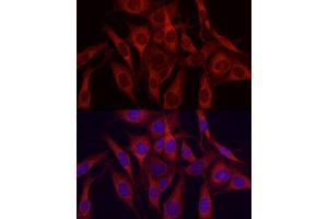 Immunofluorescence (IF) image for anti-Vascular Endothelial Growth Factor A (VEGFA) (AA 111-161) antibody (ABIN6150085)