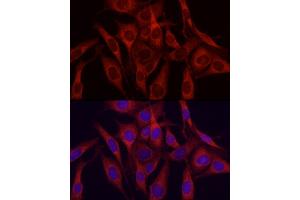 Immunofluorescence analysis of NIH/3T3 cells using VEGFA Rabbit pAb (ABIN6133961, ABIN6150085, ABIN6150087 and ABIN6213765) at dilution of 1:150 (40x lens). (VEGFA Antikörper  (AA 111-161))