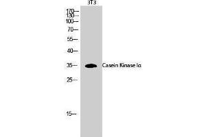 Western Blotting (WB) image for anti-Casein Kinase 1, alpha 1 (CSNK1A1) (Ser2808) antibody (ABIN3174174) (CSNK1A1 Antikörper  (Ser2808))