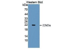 Western Blotting (WB) image for anti-Cytochrome P450, Family 3, Subfamily A, Polypeptide 4 (CYP3A4) (AA 344-497) antibody (ABIN1867496)
