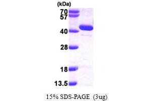 SDS-PAGE (SDS) image for 3'(2'), 5'-Bisphosphate Nucleotidase 1 (BPNT1) (AA 1-308) protein (His tag) (ABIN667334)