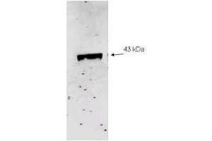 Western blot analysis using  Immunochemical's Affinity Purified anti-Neu2 antibody to detect recombinant His tagged Neu-2 (1. (NEU1 Antikörper  (Internal Region))