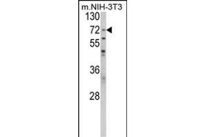 Western blot analysis of BPC1 Antibody (Center) (ABIN389462 and ABIN2839528) in NIH-3T3 cell line lysates (35 μg/lane). (PABP Antikörper  (AA 250-279))