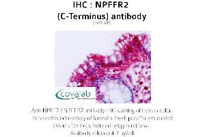 Image no. 1 for anti-Neuropeptide FF Receptor 2 (NPFF2) (C-Term) antibody (ABIN1737471)