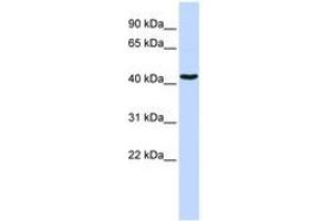Image no. 1 for anti-GATA Binding Protein 1 (Globin Transcription Factor 1) (GATA1) (AA 36-85) antibody (ABIN6741508) (GATA1 Antikörper  (AA 36-85))