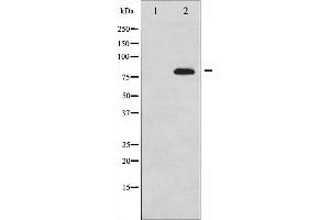 Western blot analysis of Synapsin expression in PMA treated 293 whole cell lysates,The lane on the left is treated with the antigen-specific peptide. (SYN1 Antikörper  (N-Term))