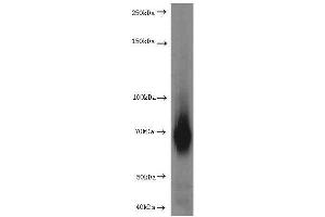 Western Blotting (WB) image for anti-Hepatic and Glial Cell Adhesion Molecule (HEPACAM) antibody (ABIN2932707) (HEPACAM Antikörper)