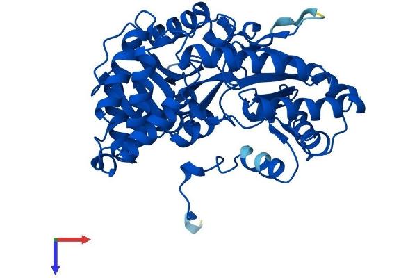 CCBL1 Protein (AA 1-422) (His tag)