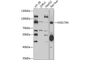 Western blot analysis of extracts of various cell lines, using HSD17B4 antibody (ABIN6131396, ABIN6142010, ABIN6142011 and ABIN6221780) at 1:1000 dilution. (HSD17B4 Antikörper  (AA 437-736))