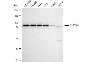 Western blotting analysis using CLPTM1 antibody (ABIN7798098).
