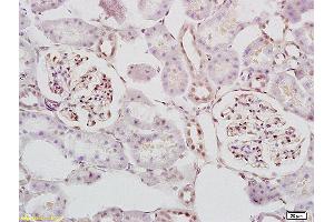 Formalin-fixed and paraffin embedded mouse embryo tissue labeled with Anti STK3/MST3 Polyclonal Antibody, Unconjugated (ABIN872978) at 1:200 followed by conjugation to the secondary antibody and DAB staining (STK3,STK4 (AA 101-200) Antikörper)