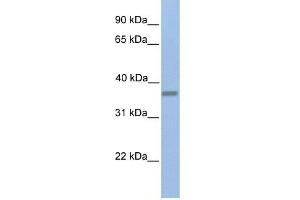 EMID1 antibody used at 1 ug/ml to detect target protein. (EMID1 Antikörper  (C-Term))