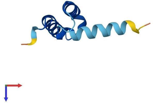 CMC4 Protein (AA 1-68) (Fc Tag)