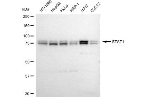Western blotting analysis using STAT1 antibody (ABIN7800337). (Rekombinanter STAT1 Antikörper)