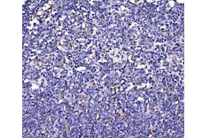 IHC analysis of FKBP135/FKBP15 using anti-FKBP135/FKBP15 antibody (ABIN7600397). (FKBP15 Antikörper  (AA 19-1210))