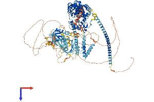 TBC1D1 Protein (AA 1-1168) (His tag)