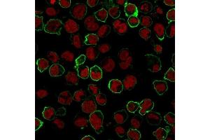 Immunofluorescence Analysis of K562 cells labeling CD43 with CD43 Monoclonal Antibody (Bra7G) followed by Goat anti-Mouse IgG-CF488 (Green). (CD43 Antikörper)
