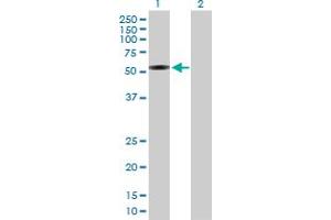 Western Blot analysis of IFRD1 expression in transfected 293T cell line by IFRD1 MaxPab polyclonal antibody. (IFRD1 Antikörper  (AA 1-451))