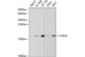 Western blot analysis of extracts of various cell lines using CYB5A Polyclonal Antibody at dilution of 1:1000. (CYB5A Antikörper)