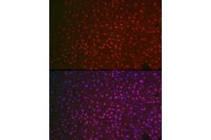 Immunofluorescence (IF) image for anti-Nuclear Receptor Subfamily 5, Group A, Member 2 (NR5A2) (AA 206-495) antibody (ABIN6144833)